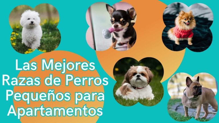 Perros Pequeños para Apartamentos