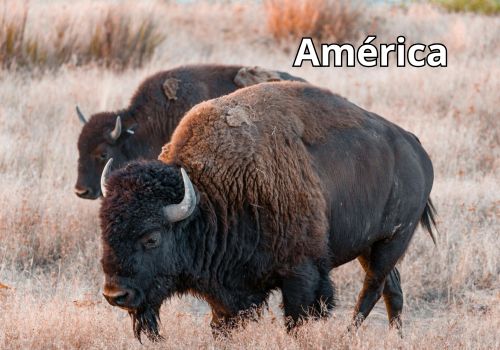 animales-del-mundo-por-continentes
