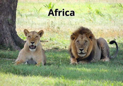 animales-del-mundo-por-continentes