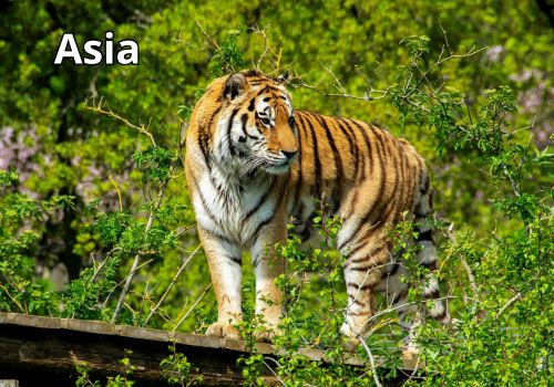 animales-del-mundo-por-comtinentes