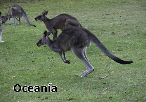 animales-del-mundo-por-continentes