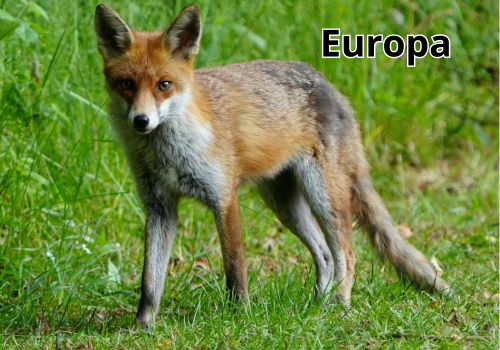 animales-del-mundo-por-continentes