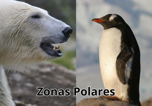 animales-del-mundo-por-continentes