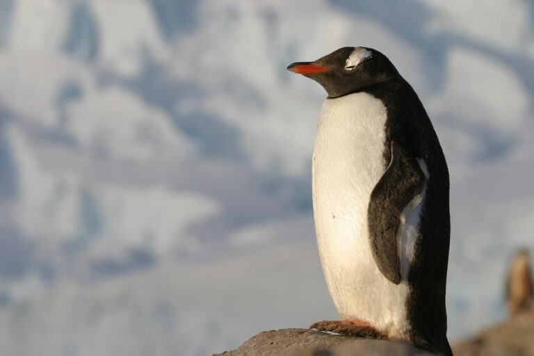 Pingüino Emperador de la Antártida de pie sobre el hielo .