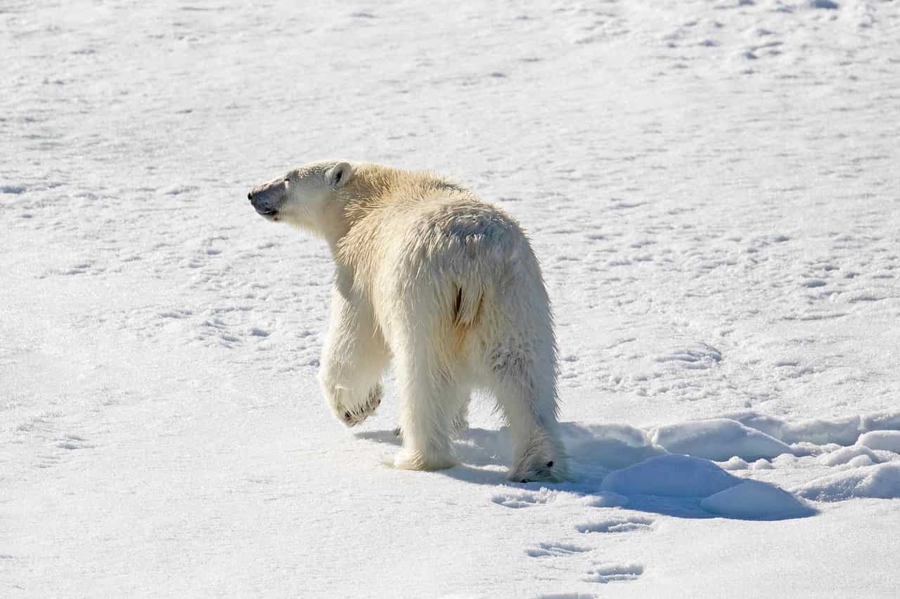 Oso polar caminando sobre el hielo en el Ártico