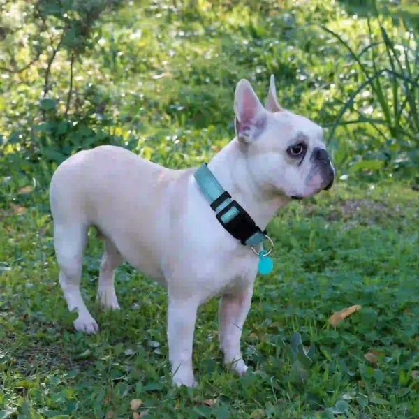 Collar Reflectante para Perros con Correa Incluida – Ajustable, Acolchado y Transpirable