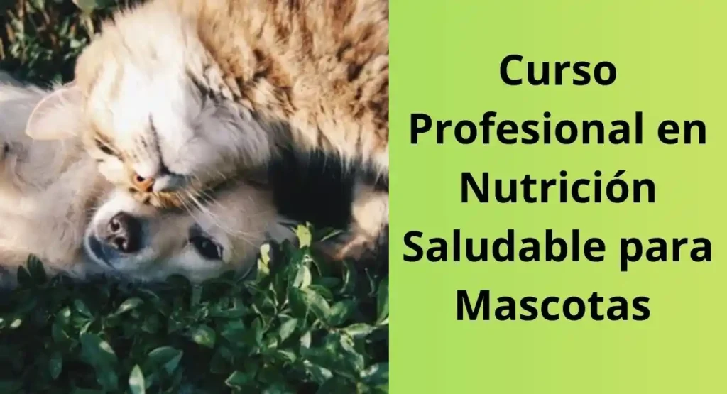 Descubre el Cuidado Estacional de Mascotas: 7 Secretos Infalibles para un Año de Felicidad Cuidado estacional de Mascotas. Nutrición