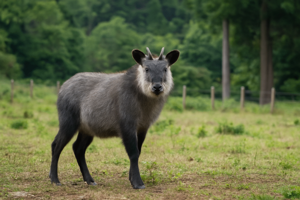 Serow Japonés o Cabra Azul del Himalaya: Descubre 7 Secretos Increíbles de Este Guardián de las Montañas Asiáticas Serow japonés o cabra azul del Himalaya en área protegida.