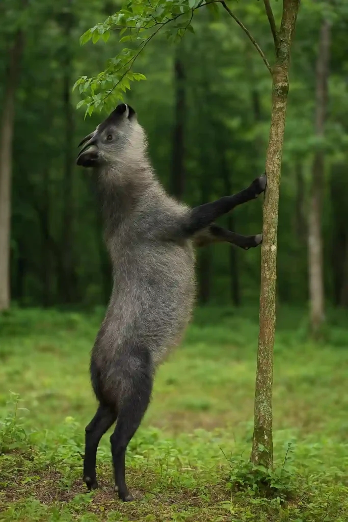 Serow Japonés o Cabra Azul del Himalaya: Descubre 7 Secretos Increíbles de Este Guardián de las Montañas Asiáticas Serow japonés o Cabra azul del Himalaya de pie en sus patas traseras alcanzando hojas de un árbol.