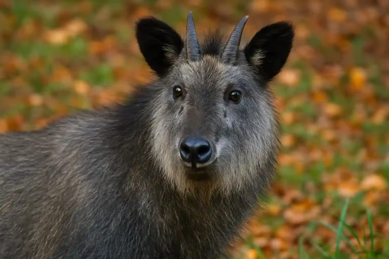 Serow Japonés o Cabra Azul del Himalaya: Descubre 7 Secretos Increíbles de Este Guardián de las Montañas Asiáticas Fotografía en primer plano del Serow japonés, conocido como cabra azul del Himalaya, con fondo de hojas otoñales.