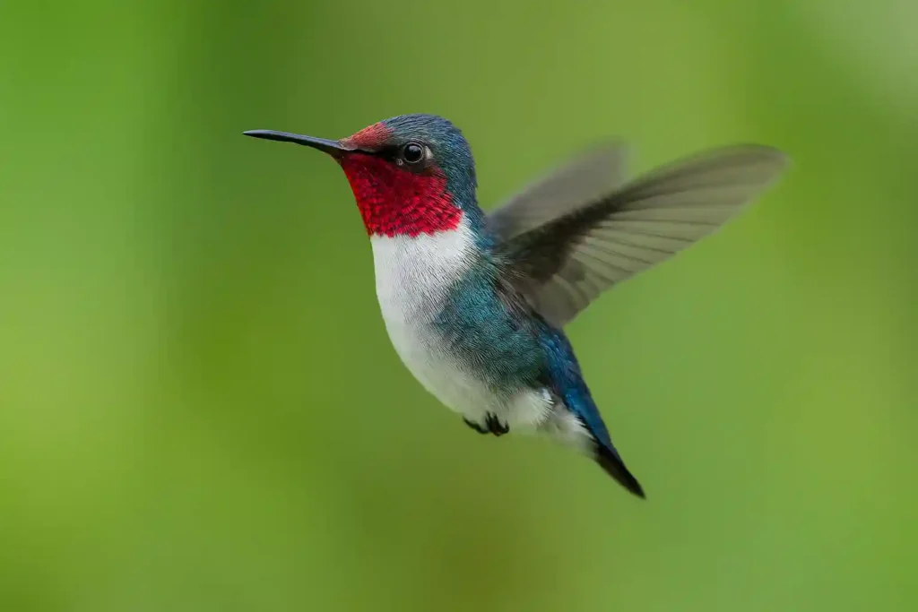 El Colibrí: Descubre 10 Secretos de estos Increíbles Animales que Te Dejarán Sin Aliento El Colibrí abeja de Cuba en vuelo alimentándose del néctar de una flor tropical