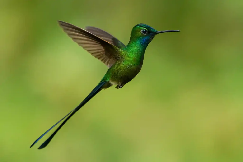 El Colibrí: Descubre 10 Secretos de estos Increíbles Animales que Te Dejarán Sin Aliento El Colibrí de cola larga en vuelo mostrando su plumaje verde brillante y su larga cola azul iridiscente sobre fondo natural difuminado