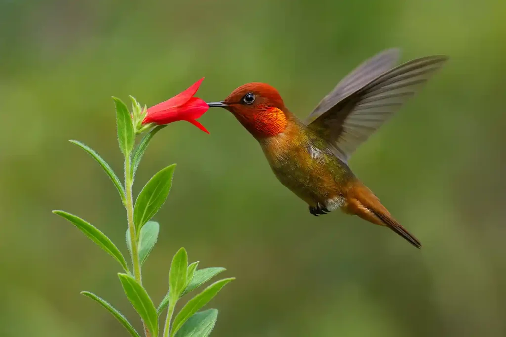 El Colibrí: Descubre 10 Secretos de estos Increíbles Animales que Te Dejarán Sin Aliento El Colibrí de Juan Fernández alimentándose del néctar de una flor roja en su entorno natural