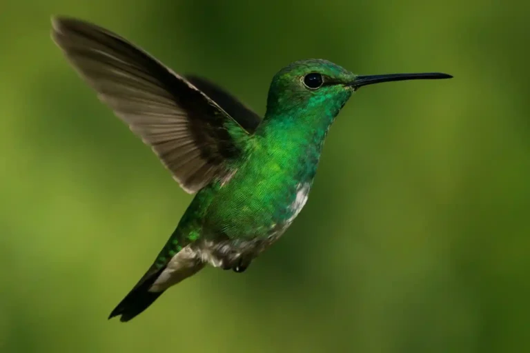 El Colibrí: Descubre 10 Secretos de estos Increíbles Animales que Te Dejarán Sin Aliento El Colibrí en vuelo con plumaje verde brillante sobre fondo natural desenfocado