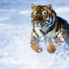 Enciclopedia de los Animales National Geographic | Libro Impreso Educativo