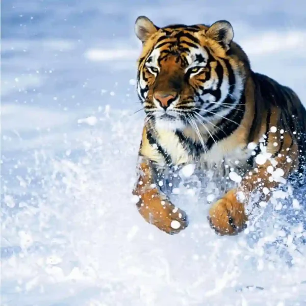 Enciclopedia de los Animales National Geographic | Libro Impreso Educativo