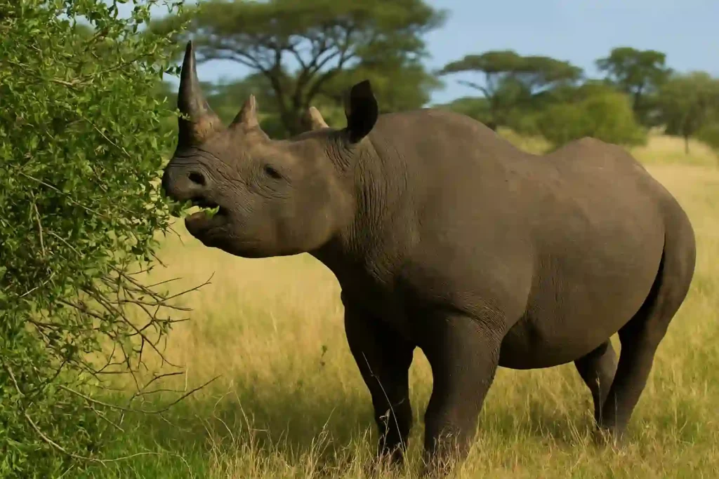 Rinoceronte Blanco o Negro: Descubre sus 10 Secretos Increíbles Rinoceronte negro arrancando hojas y ramas de un árbol en la sabana africana